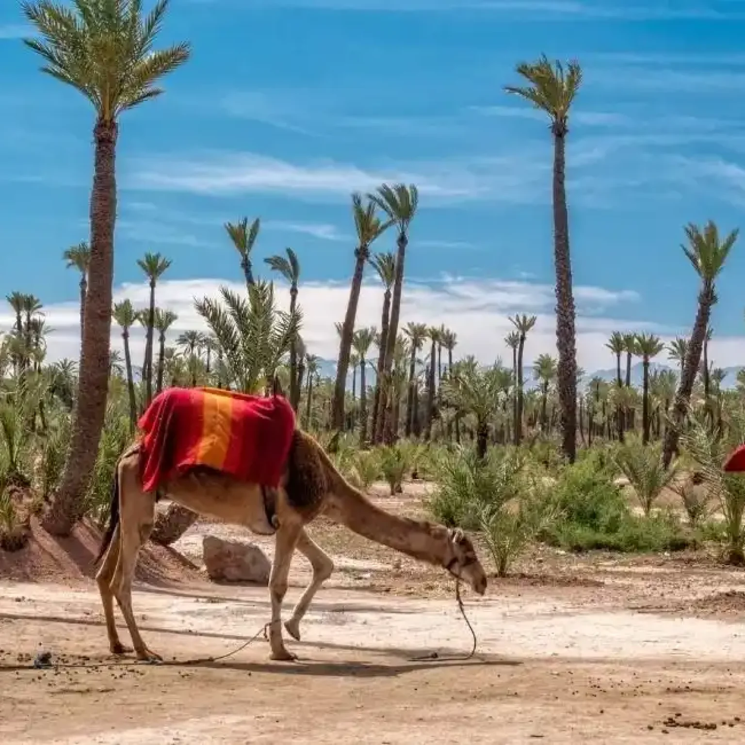 3 Day Tours Marrakech To Merzouga which is most famous desert actibvity sold from Marrakech You will pass by the high atlas mountains, Book Now!